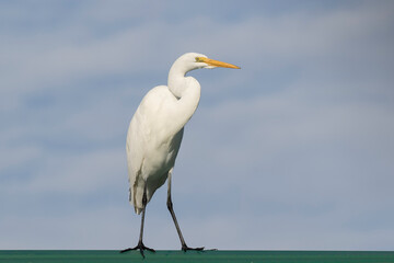 Great Egret