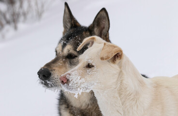 Portrait of Two Dogs in the Snow