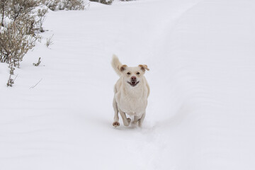 Rosie the Husky Mix Running in the Snow