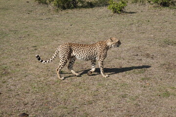 Kenya - Savannah - Cheetah