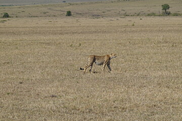Kenya - Savannah - Cheetah