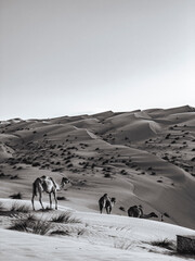 camel herd in the desert