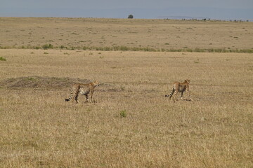 Kenya - Savannah - Cheetah