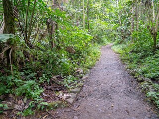 Obraz premium Hiking trail and nature walk in rainforest