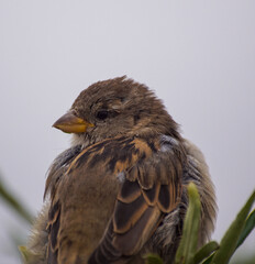 red winged blackbird