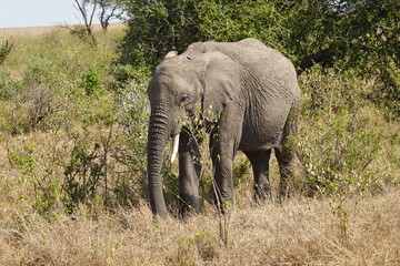 Fototapeta premium Kenya - Savannah - Elephant