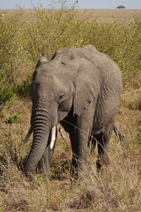 Obraz premium Kenya - Savannah - Elephant