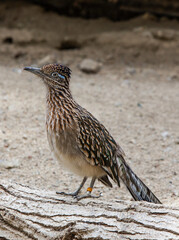 Roadrunner sitting on a tree trunk