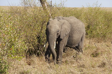 Obraz premium Kenya - Savannah - Elephant