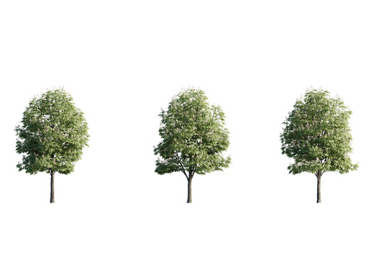 Tree aesculus hippocastanum png cutout