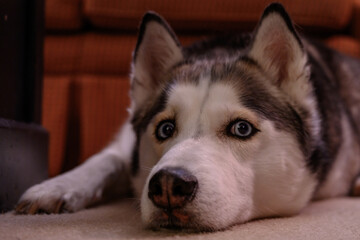 Husky on Floor Looks at Camera