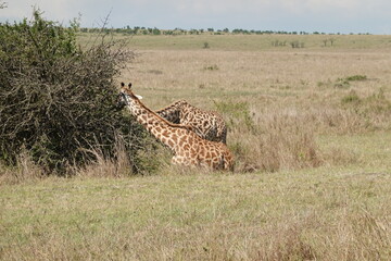 Kenya - Savannah - Giraffe