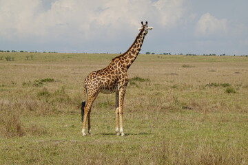 Kenya - Savannah - Giraffe