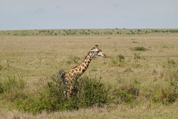 Kenya - Savannah - Giraffe