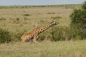 Kenya - Savannah - Giraffe