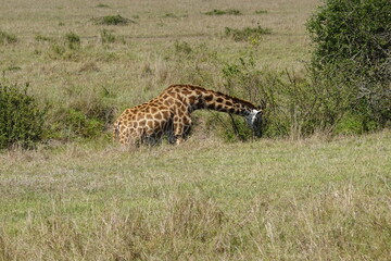 Kenya - Savannah - Giraffe