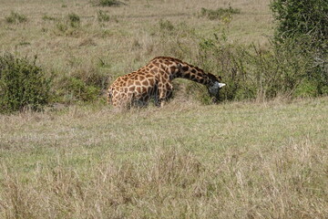 Kenya - Savannah - Giraffe
