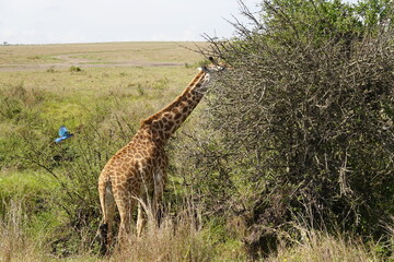 Kenya - Savannah - Giraffe