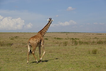 Kenya - Savannah - Giraffe