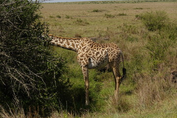 Kenya - Savannah - Giraffe
