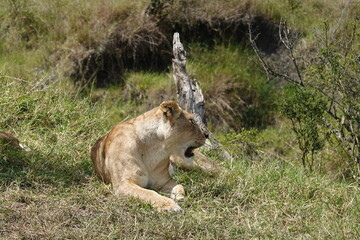 Fototapeta premium Kenya - Savannah - Lion