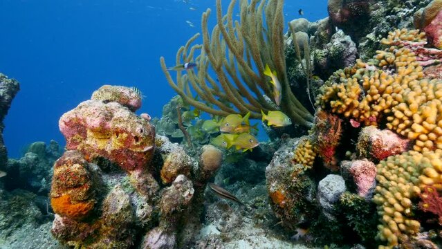 Seascape with Grunt fish in the coral reef of the Caribbean Sea