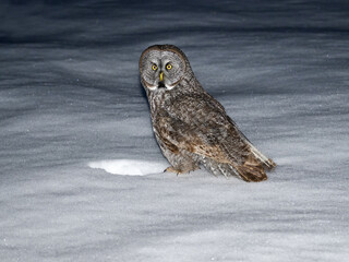 Great Gray Owl portrait at night on snow