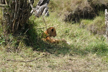 Kenya - Savannah - Lion