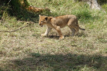Fototapeta na wymiar Kenya - Savannah - Lion