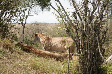 Kenya - Savannah - Lion