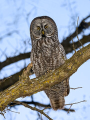 Great Gray Owl portrait at dusk on tree branch