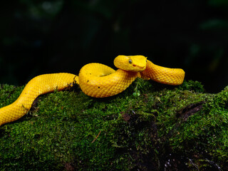 Eyelash Viper snake at night in tropical rainforest in Costa Rica