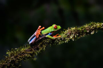 Red-eyed tree frog bright vivid colors at night in tropical rainforest treefrog in jungle Costa Rica  