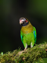 Brown-hooded Parrot portrait on mossy stick against dark green background