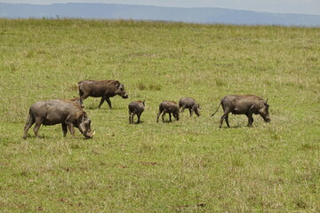 Fototapeta na wymiar Kenya - Savannah - Warthog