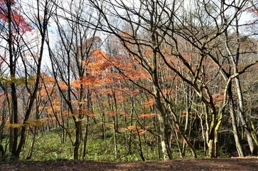 晩秋の達沢不動滝