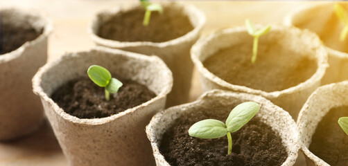 Young seedlings growing in peat pots with soil on table, closeup. Banner design