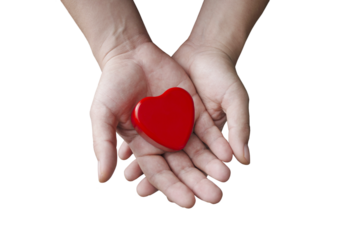 beautiful red heart in hands - transparent png