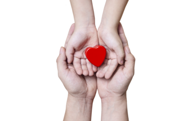 beautiful red heart in the hands of a child and his father - transparent png
