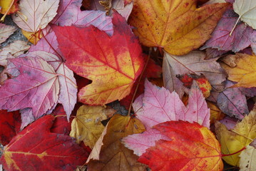 Naklejka na ściany i meble Crimson autumn leaves