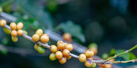 banner ripe coffee beans on brance tree. harvesting Robusta and arabica  coffee berries by...