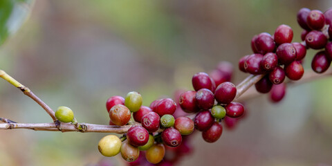 banner ripe coffee beans on brance tree. harvesting Robusta and arabica  coffee berries by agriculturist hands, Worker Harvest arabica coffee berries on its branch.