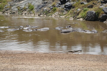 Kenya - Savannah - Hippo