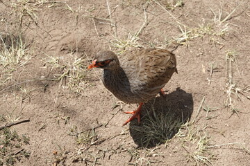 Kenya - Savannah - Guineafowl