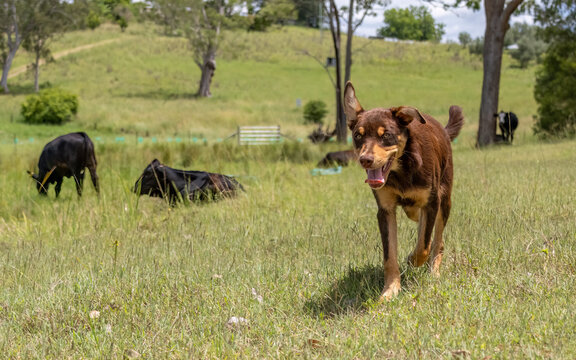 Australian Kelpie working dog in a paddock with cows