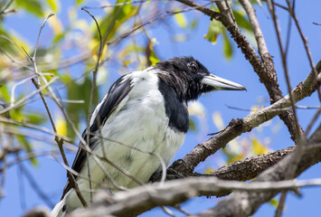 Australian Butcher bird in a tree