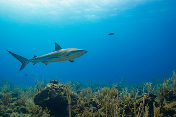 Fototapeta na wymiar Caribbean Reef Shark in Belize (3)