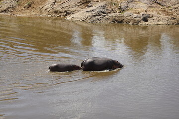 Fototapeta premium Kenya - Savannah - Hippo