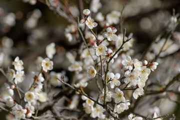 満開の梅の花