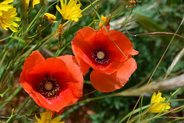 two twin red flowers